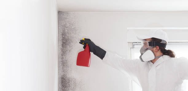 Best Commercial Mold Remediation in Glendale, OH