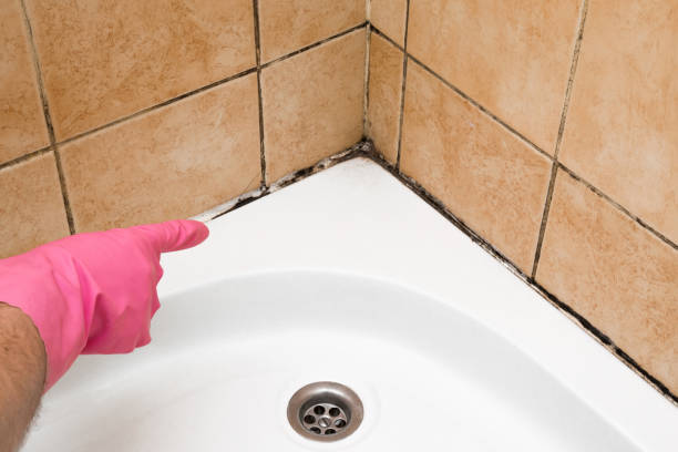 Best DIY Mold Remediation Support Services in Glendale, OH